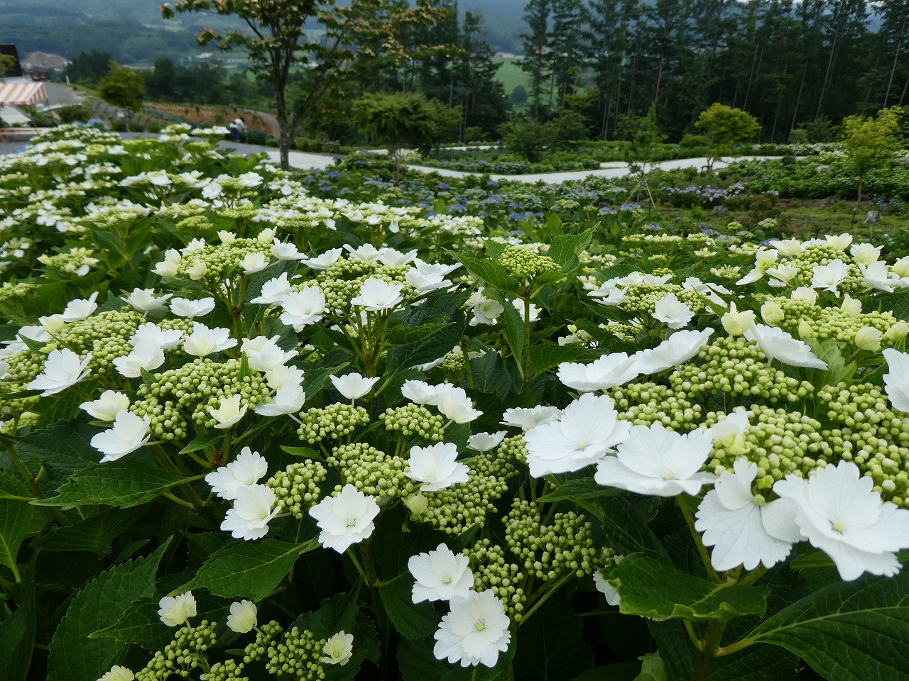 0703ajisai4.jpg