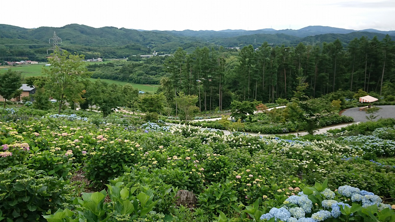 0701ajisai1.jpg