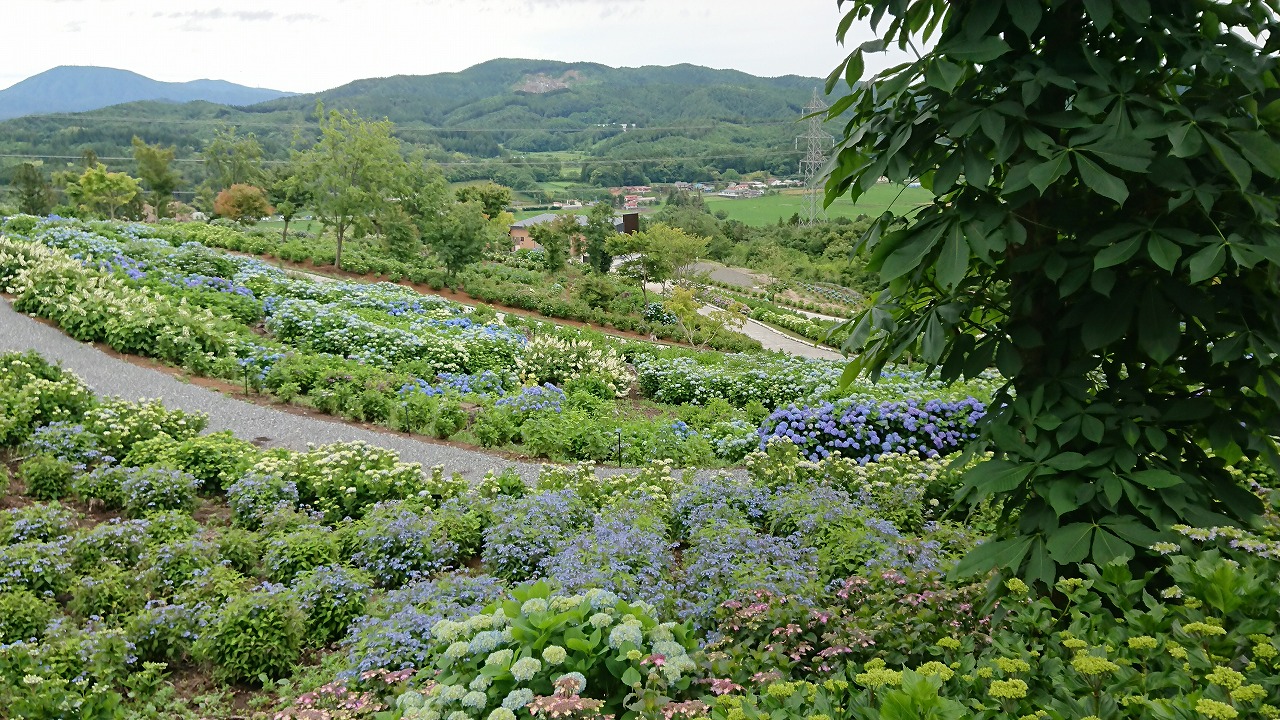 0701ajisai3.jpg