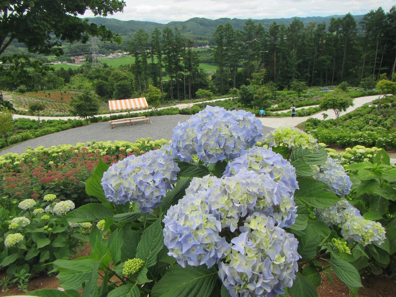 0628ajisai5.jpg