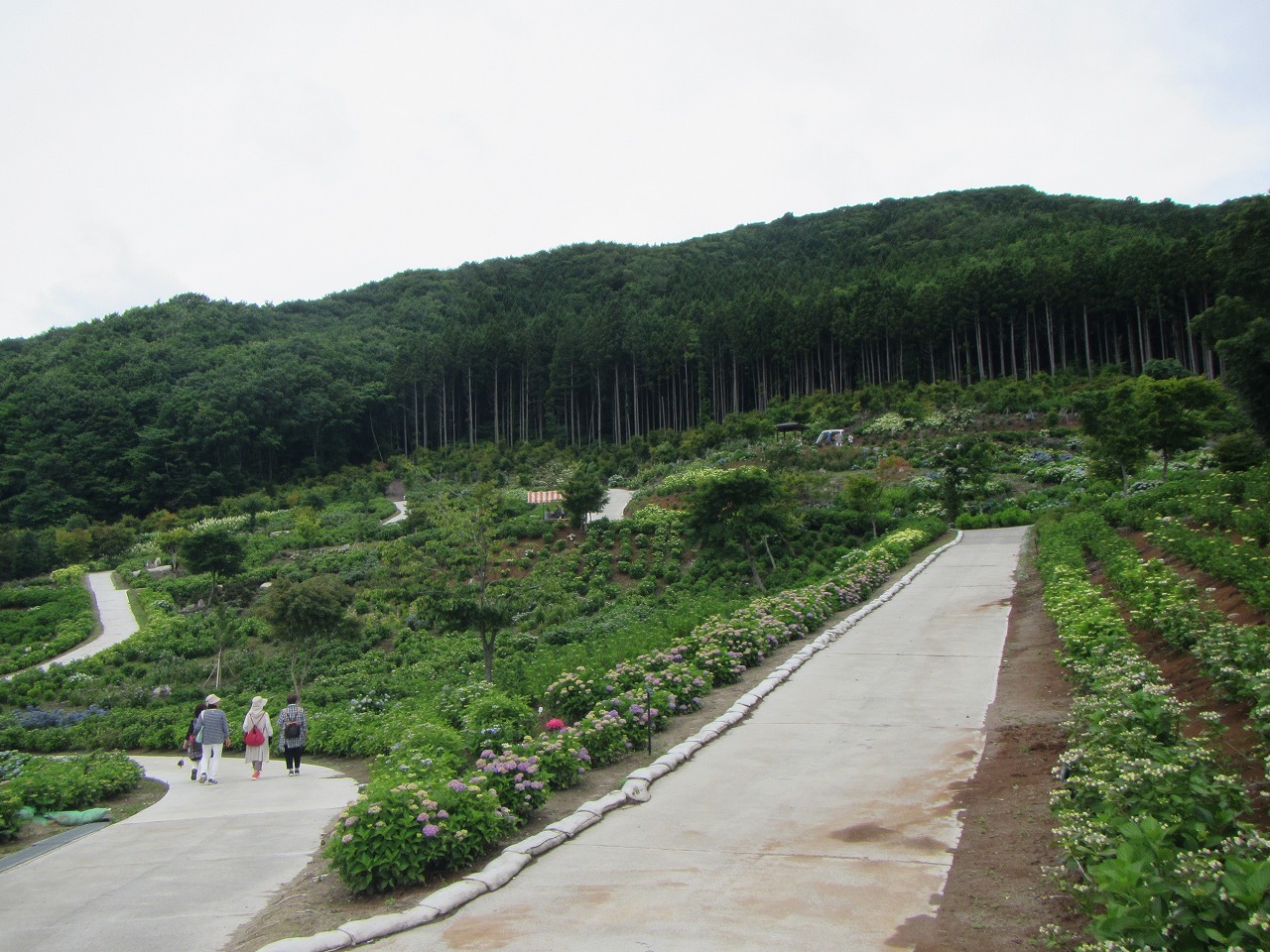 0628ajisai3.jpg