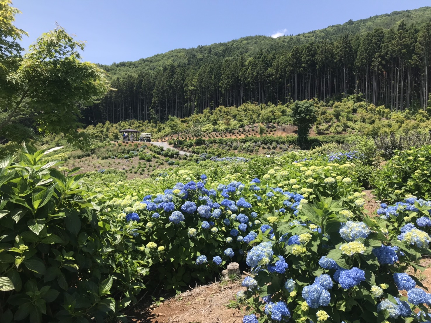 0626ajisai1.jpg