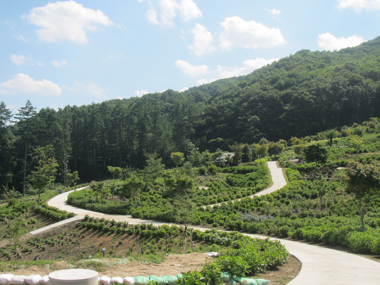 0626ajisai3.jpg