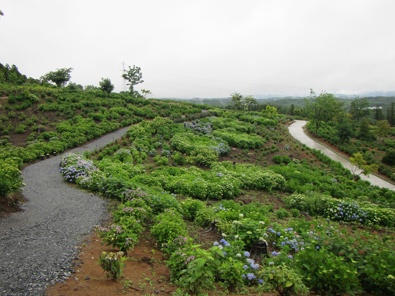 0624ajisai1.jpg