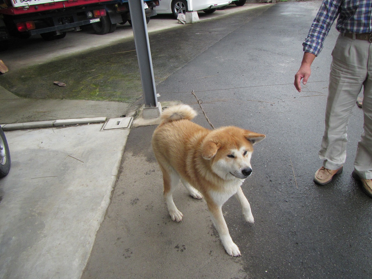 犬の太郎の画像