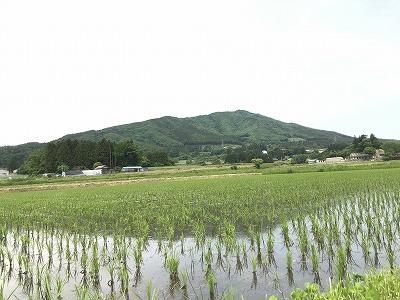 田植えの時期の田んぼの画像