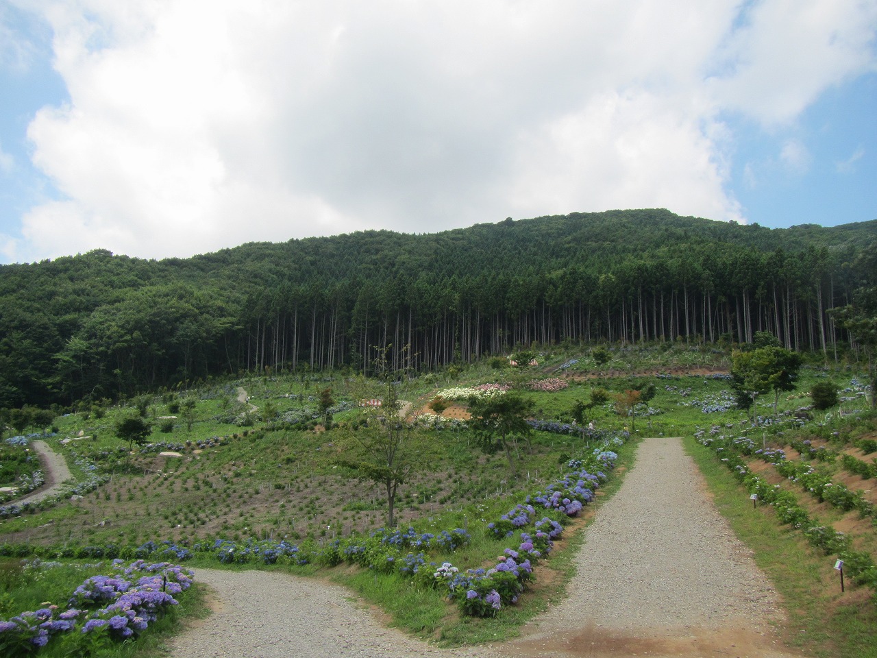 あじさい園　(1)入口付近の画像
