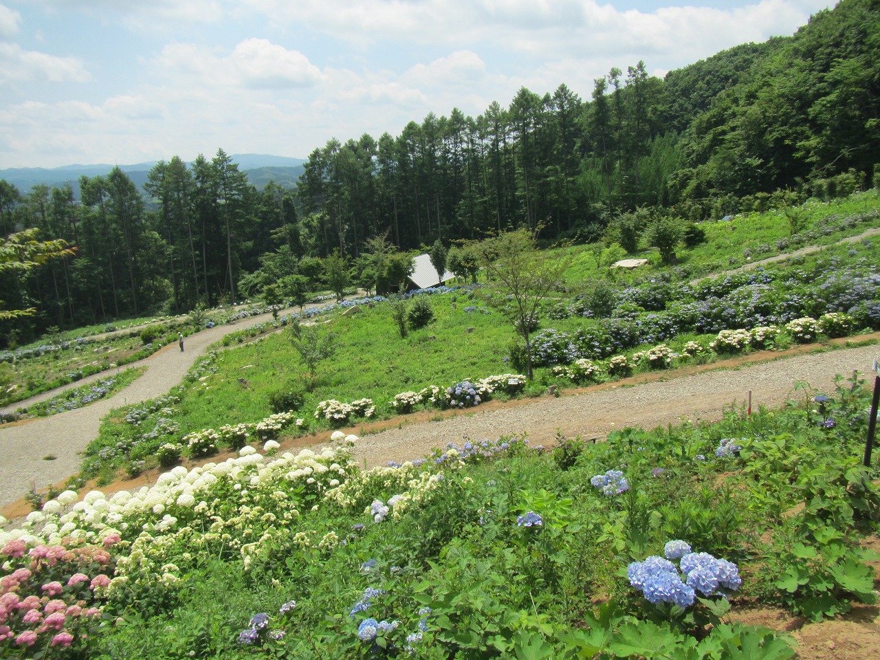 あじさい園　(3)上の休憩所から(2)の反対側への画像