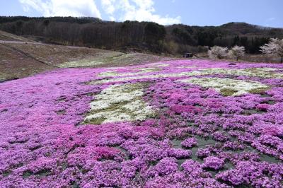 芝桜