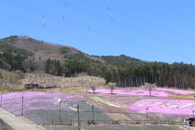 芝桜