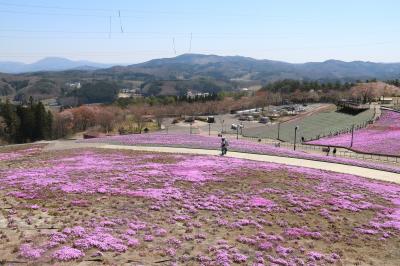 芝桜