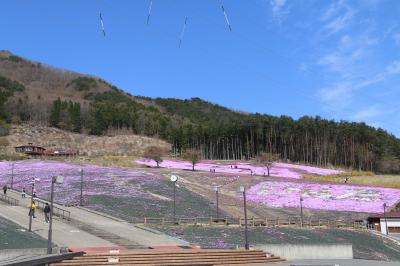 芝桜