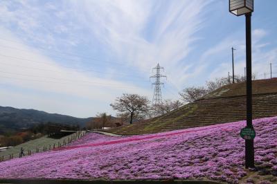 芝桜