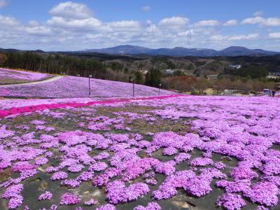 芝桜