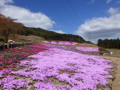 芝桜