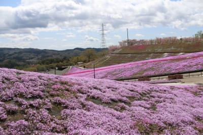 芝桜