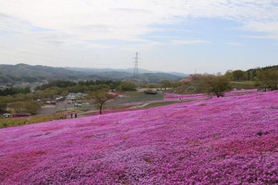 芝桜