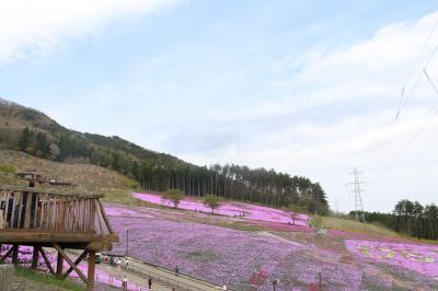 芝桜