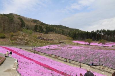 芝桜