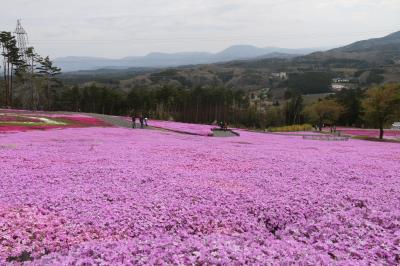 芝桜