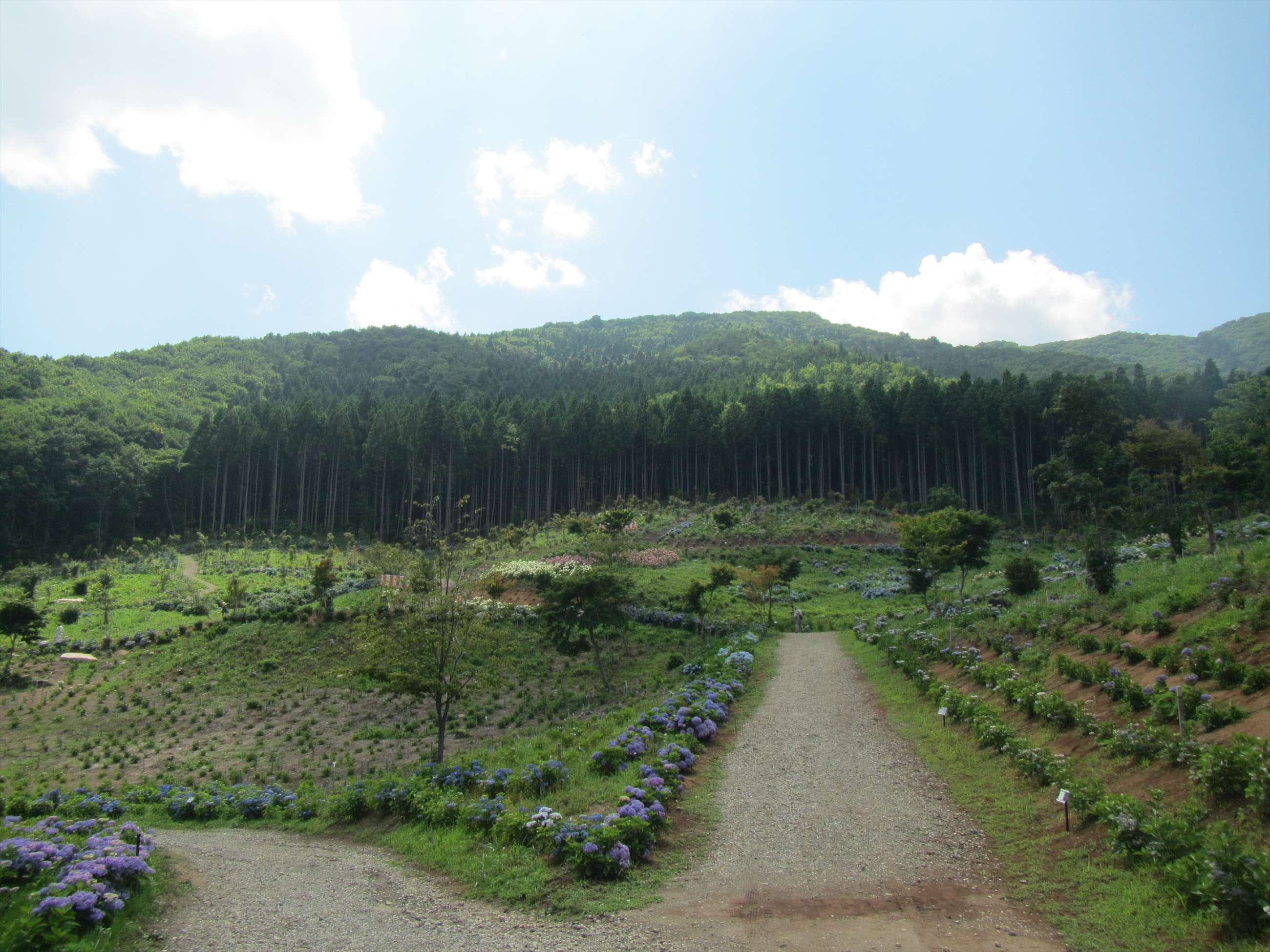 あじさい園　(1)入口付近の画像