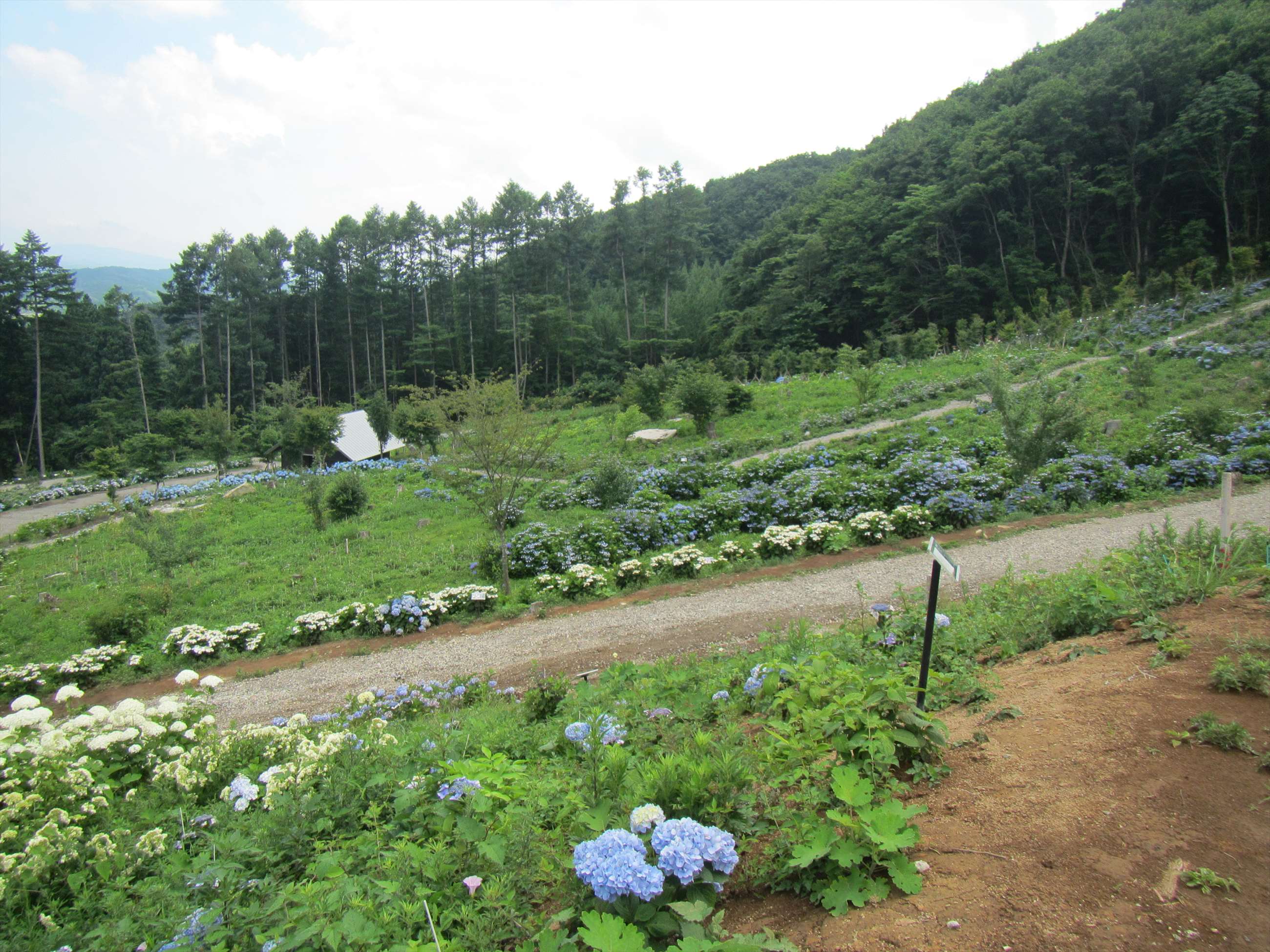 あじさい園　(3)上の休憩所から(2)の反対側への画像