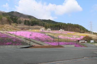 芝桜
