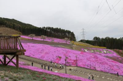 芝桜