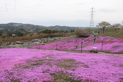 芝桜