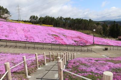 芝桜