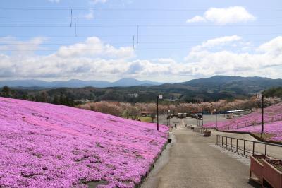芝桜
