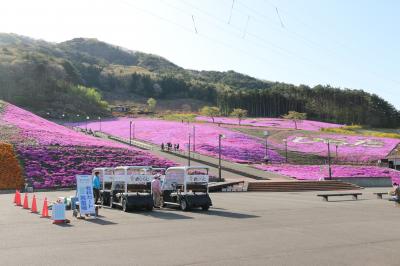 芝桜