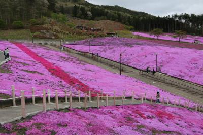 芝桜