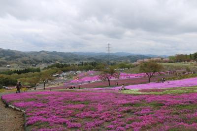 芝桜