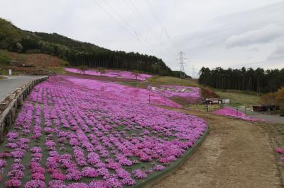 芝桜