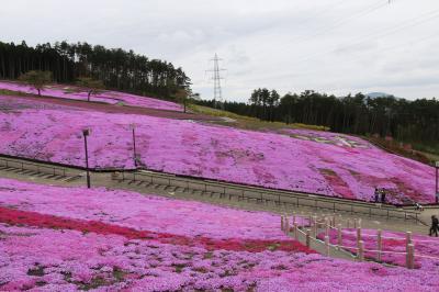 芝桜