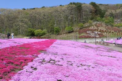 芝桜