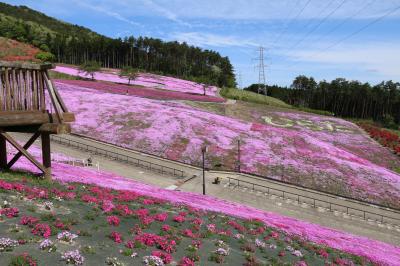 芝桜