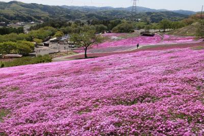 芝桜