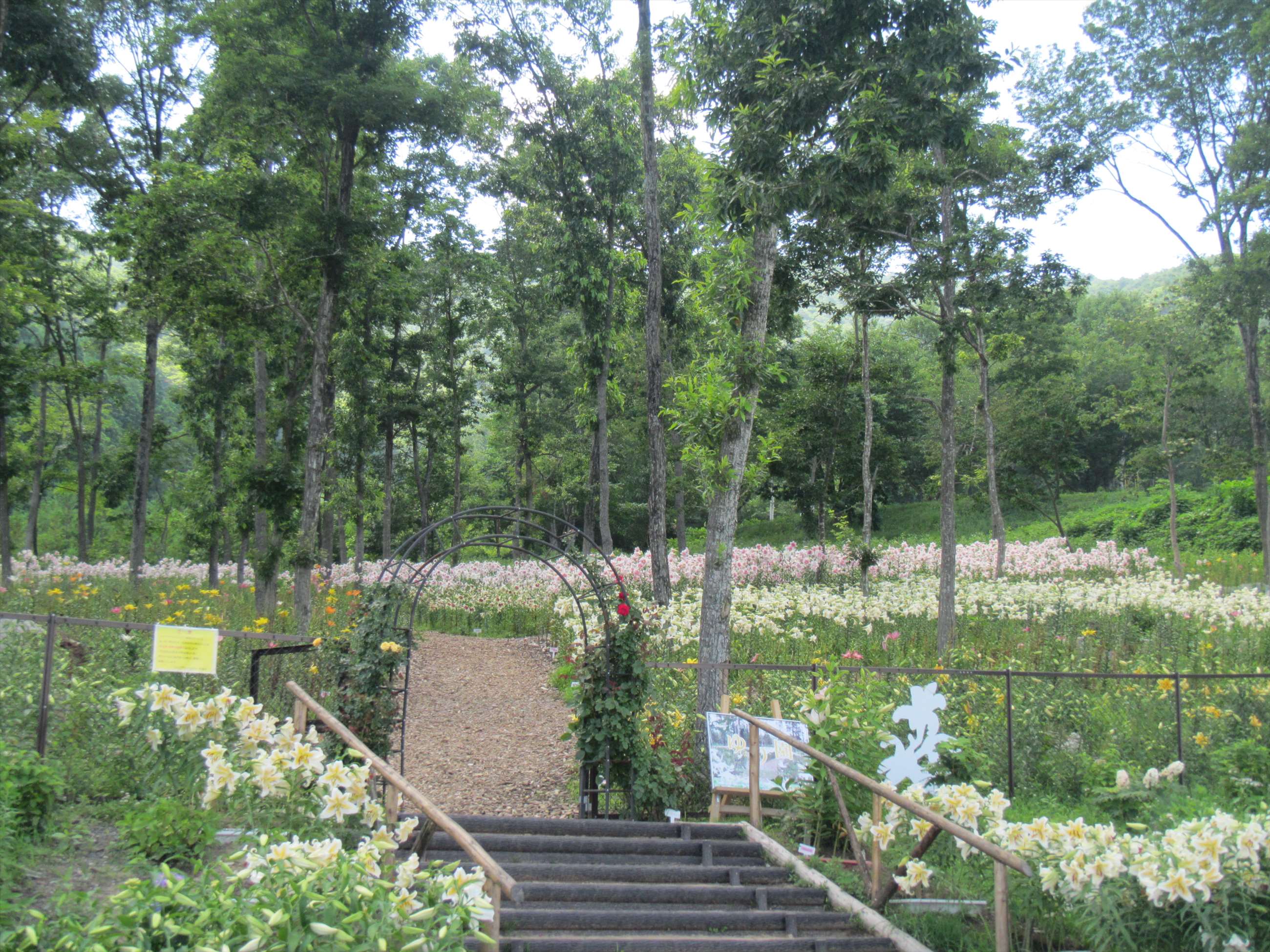 ゆり園　入口付近　プランターのゆりの画像