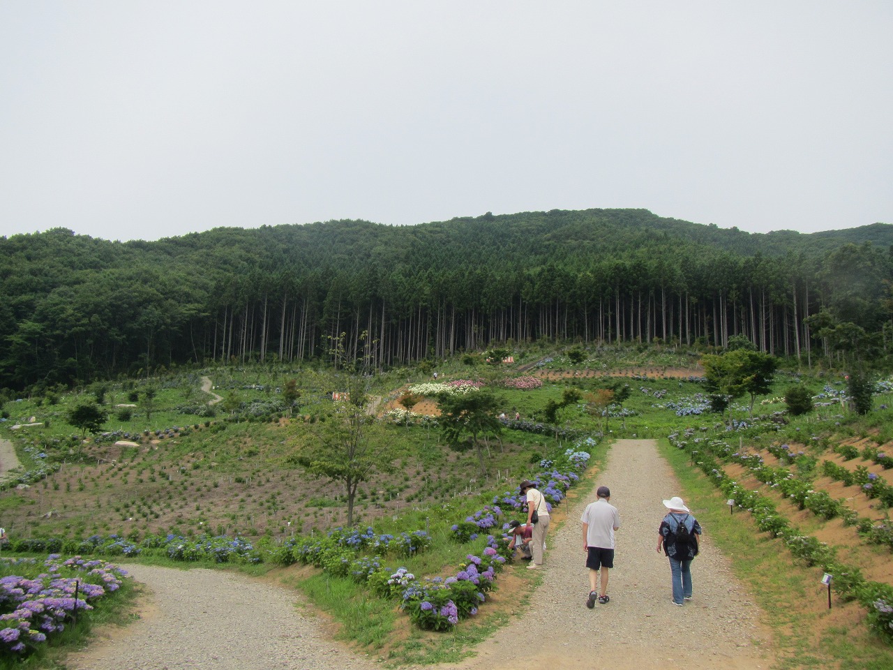 あじさい園　(1)入口付近の画像