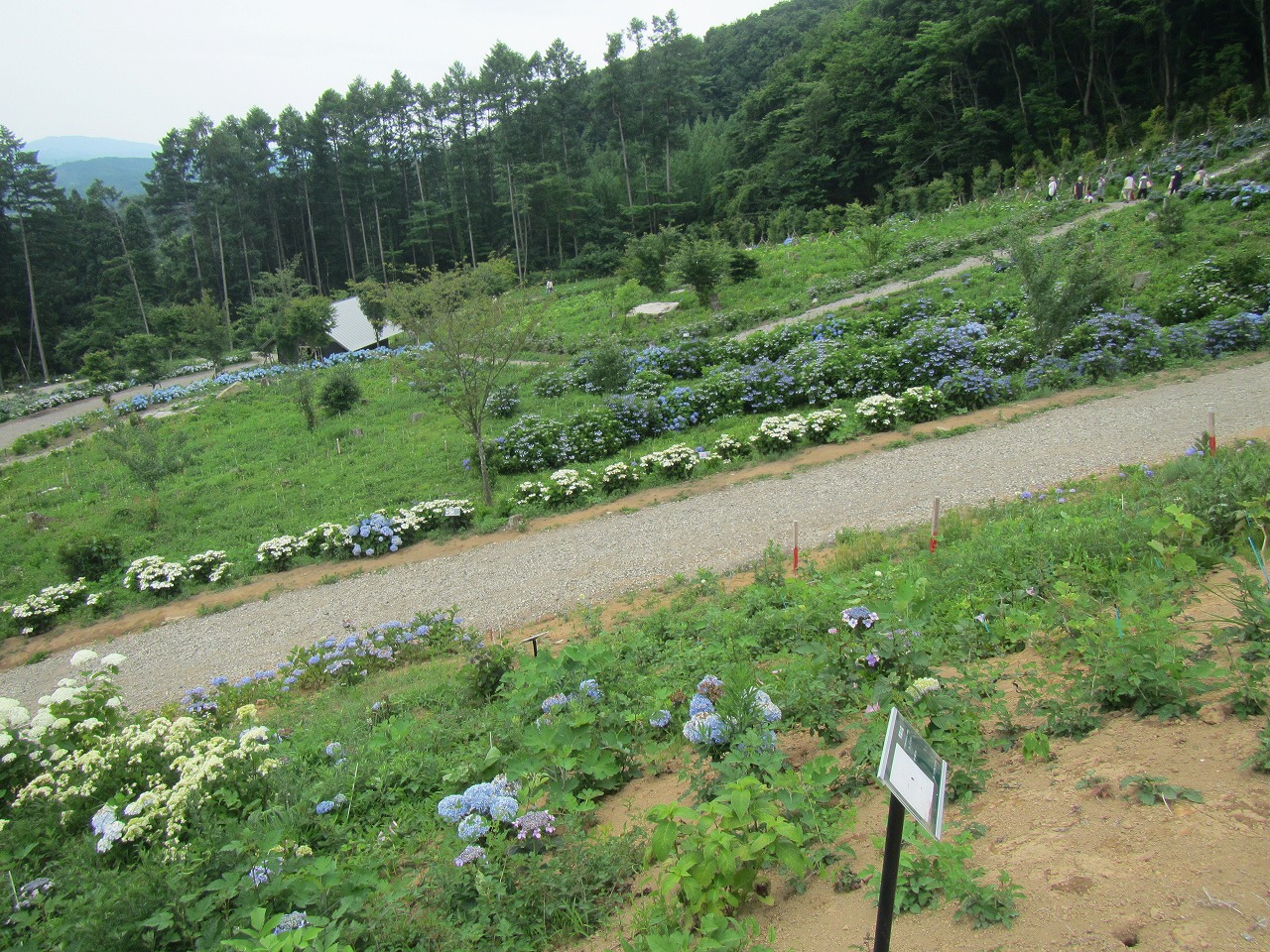 あじさい園　(3)上の休憩所から(2)の反対側の画像