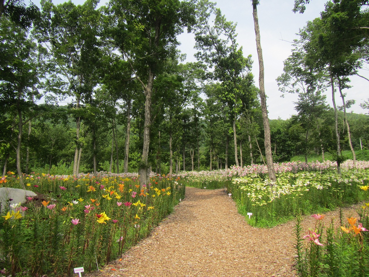 ゆり園　(5)入口付近の画像
